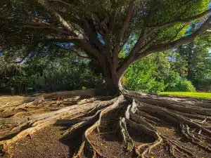 EMM 2 METRON formation arbre